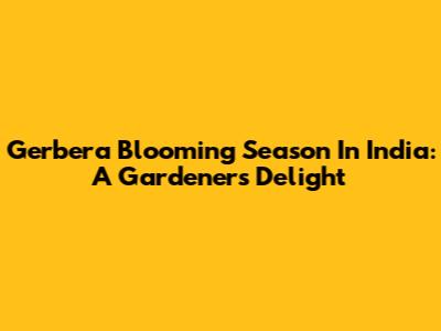 Gerbera Blooming Season In India: A Gardener's Delight